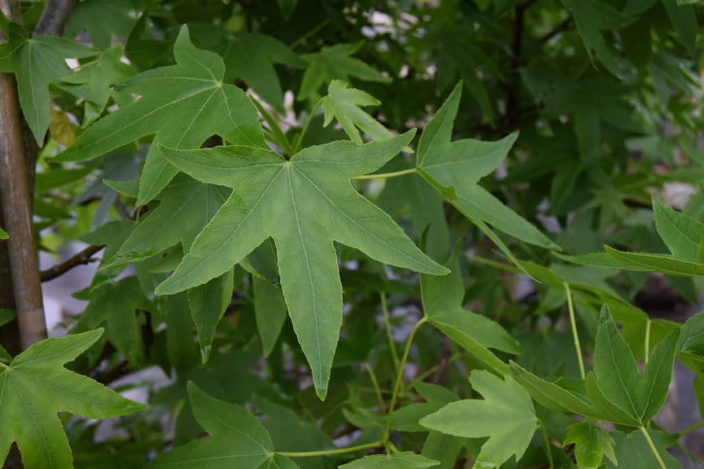 Liquidambar styraciflua 'Slender Silhouette' <span class="hidden specialOffer"></span> 250-300 cm